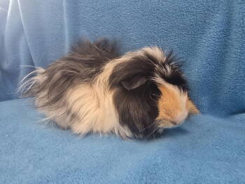 Rescue Guinea Pig Guinea Pigs for Adoption in Baton Rouge, Louisiana - Lorelai (hold) | PetCurious